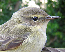 Common Chiffchaff