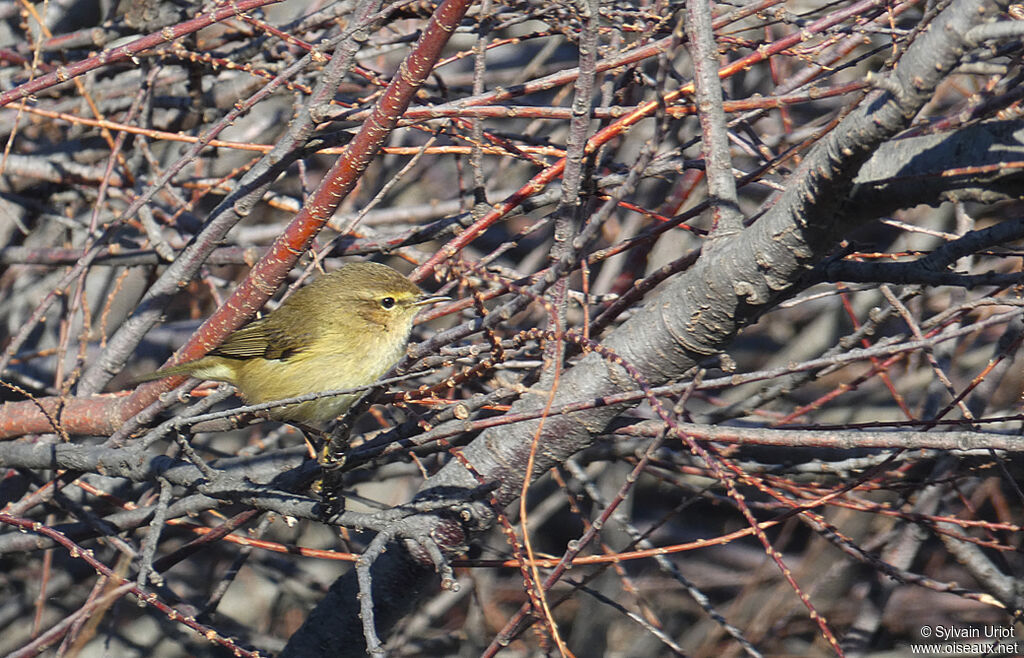 Common Chiffchaff