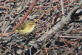 Common Chiffchaff