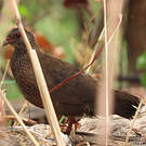 Poulette de roches