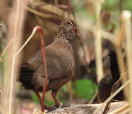 Poulette de roches