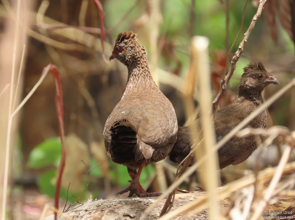 Poulette de rocheadulte