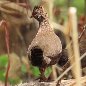 Poulette de roche