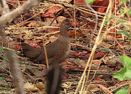 Poulette de roches