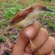 Prinia à ailes rousses