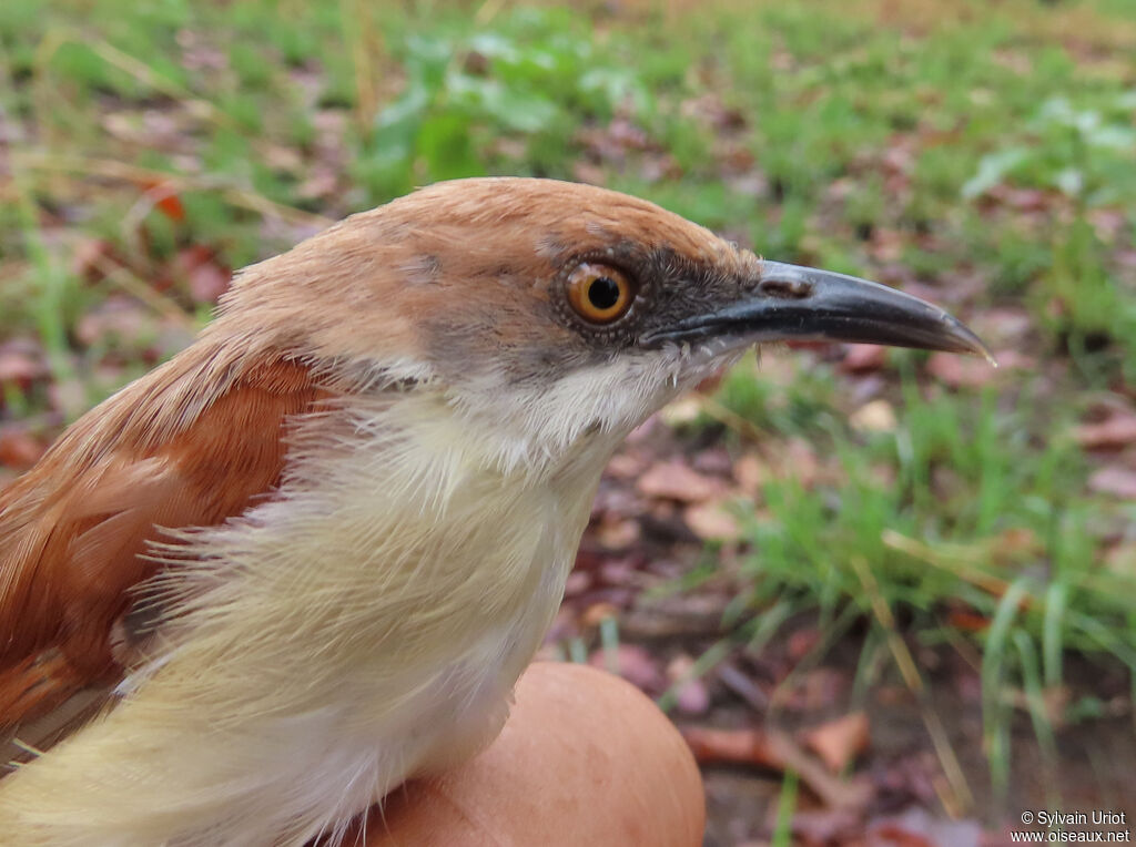 Red-winged Priniaadult