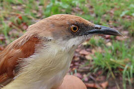 Red-winged Prinia