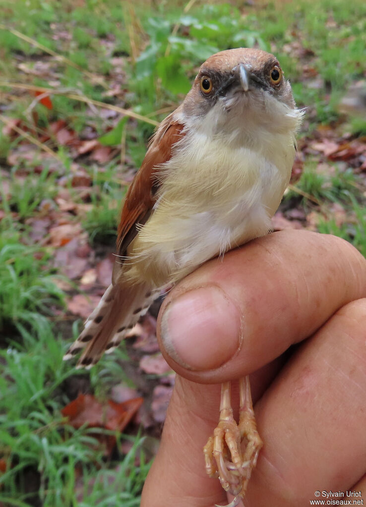 Red-winged Priniaadult