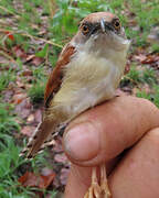 Red-winged Prinia