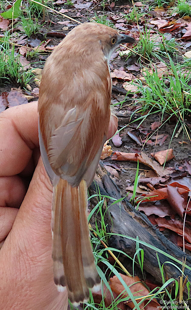 Red-winged Priniaadult