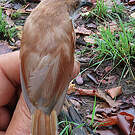Prinia à ailes rousses