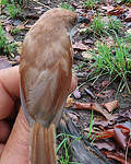 Prinia à ailes rousses