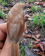 Red-winged Prinia