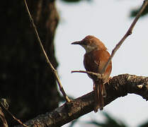 Red-winged Prinia