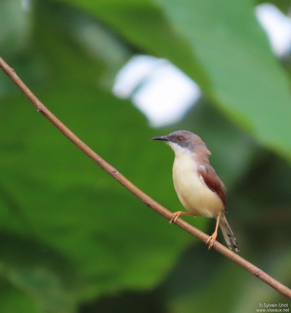 Red-winged Priniaadult