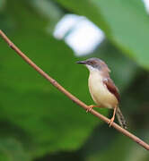 Red-winged Prinia