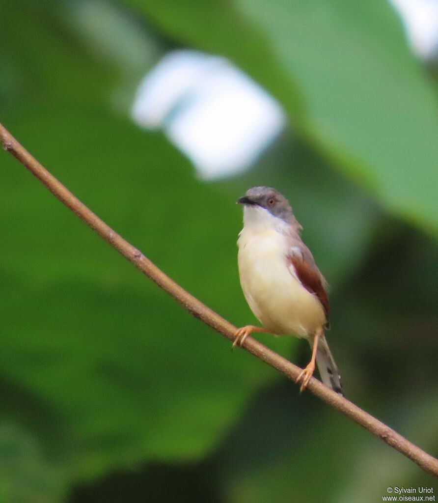 Red-winged Priniaadult