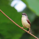 Prinia à ailes rousses