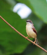 Red-winged Prinia