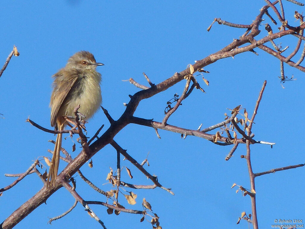 Prinia à plastronimmature