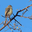 Prinia à plastron