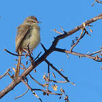 Prinia à plastron