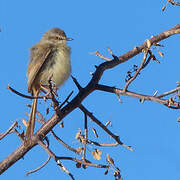Prinia à plastron