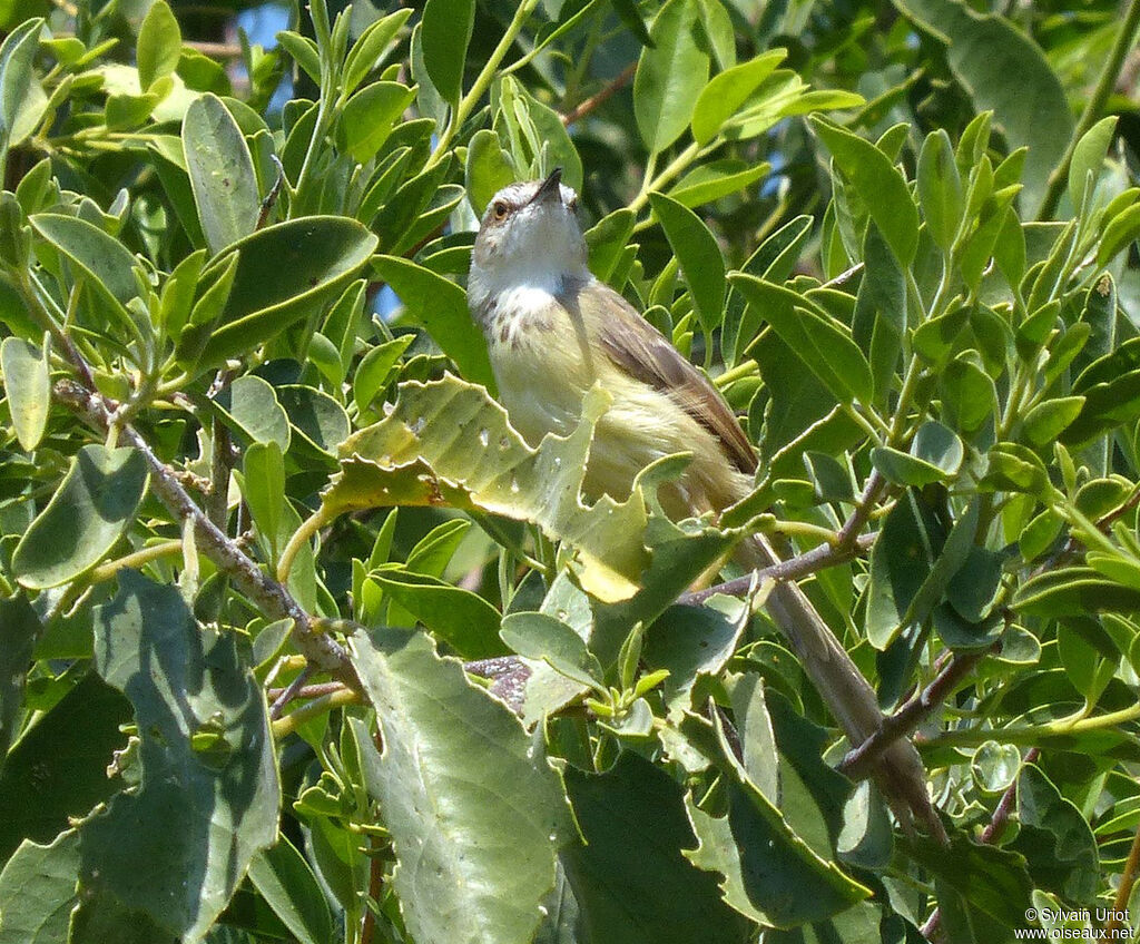 Prinia à plastronadulte