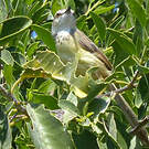 Prinia à plastron