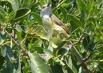 Prinia à plastron