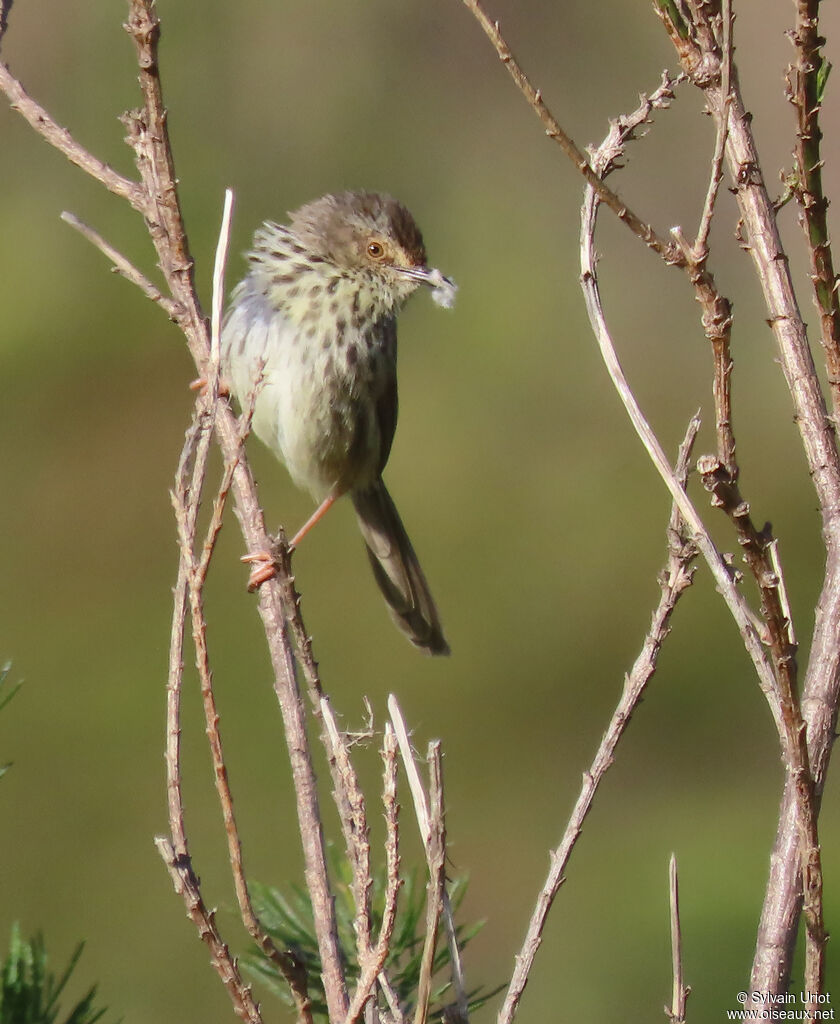 Prinia du Karrooadulte