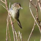 Prinia du Karroo