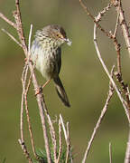 Prinia du Karroo