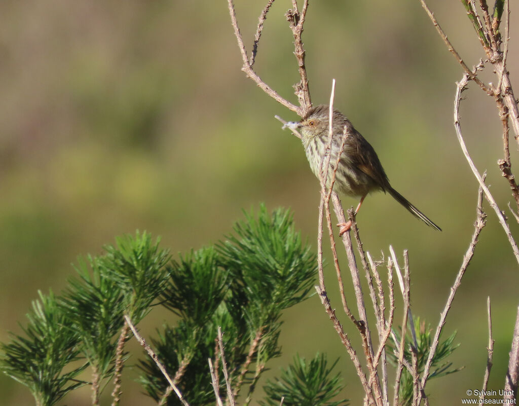 Prinia du Karrooadulte