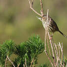 Prinia du Karroo