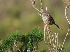 Prinia du Karroo