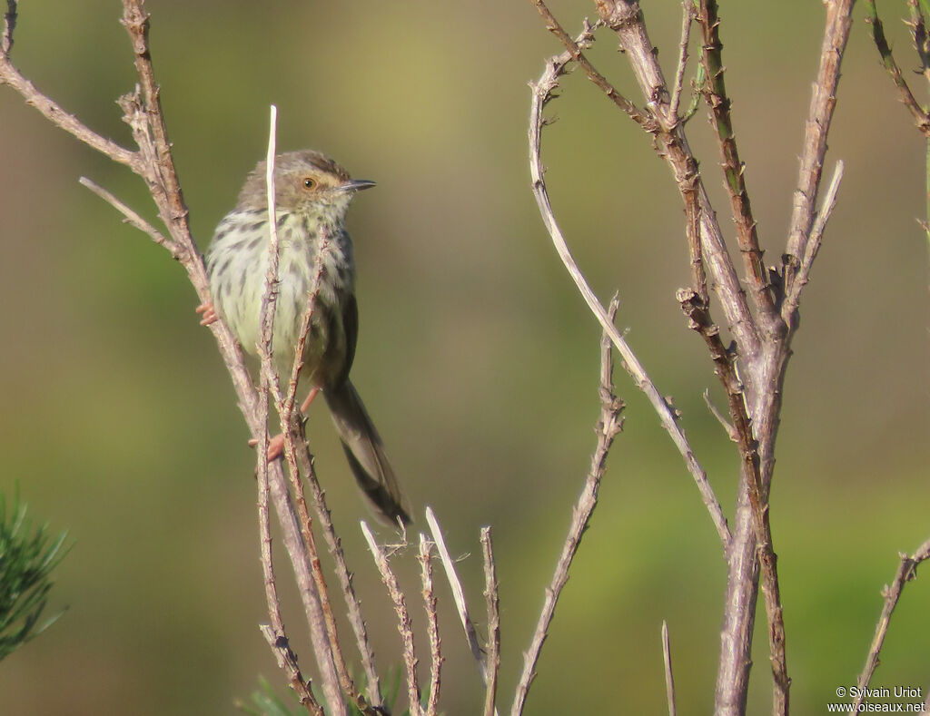 Prinia du Karrooadulte