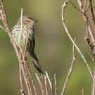 Prinia du Karroo