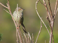 Karoo Prinia