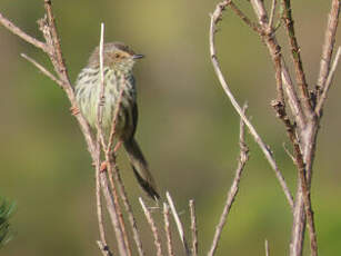 Prinia du Karroo