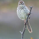 Prinia du Karroo