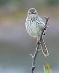 Prinia du Karroo