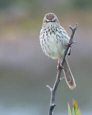 Prinia du Karroo