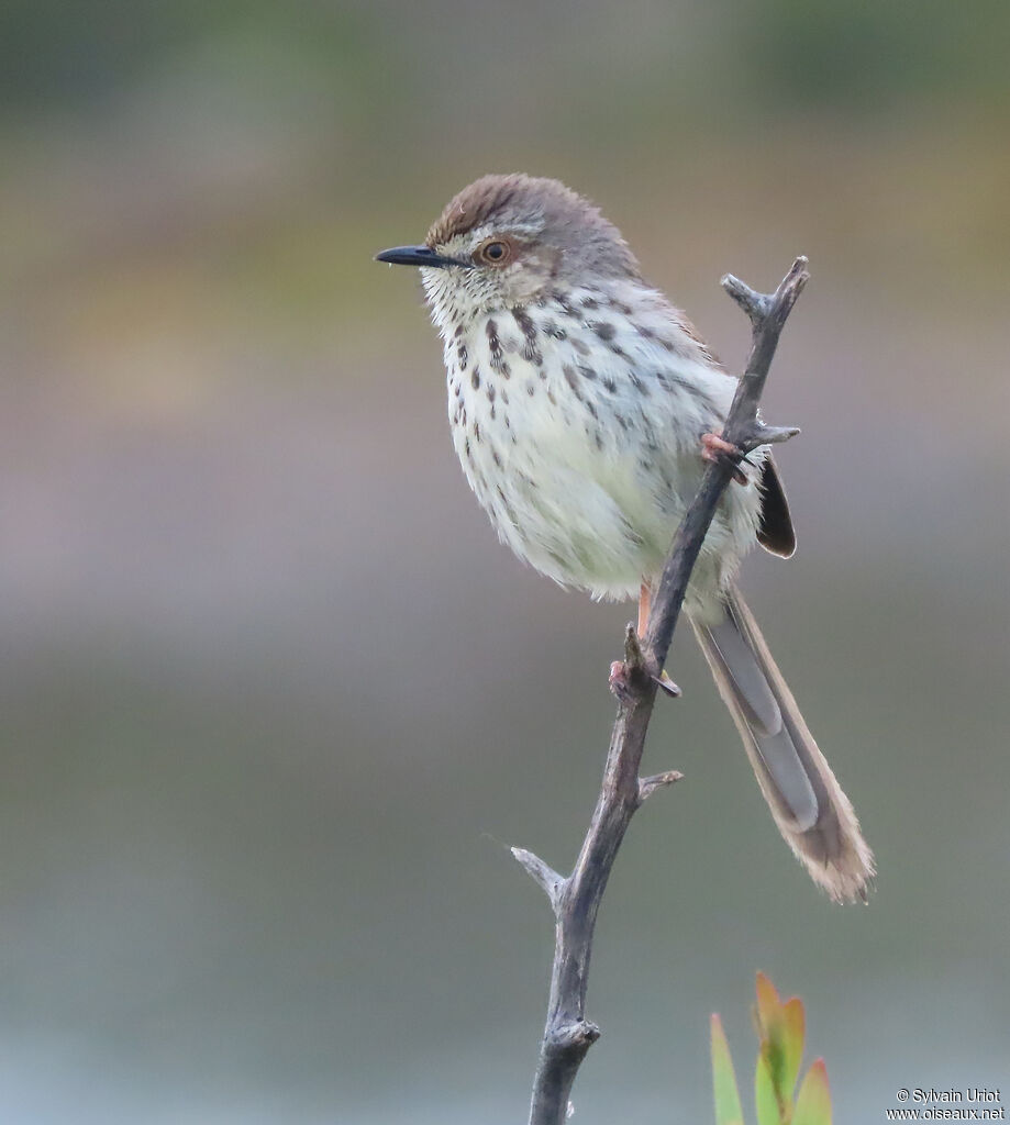 Prinia du Karrooadulte