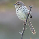 Prinia du Karroo