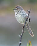 Prinia du Karroo