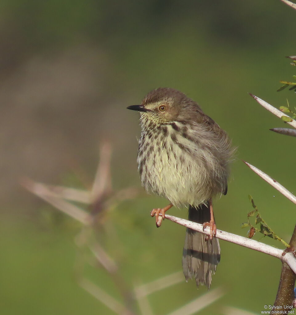 Prinia du Karrooadulte