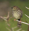 Prinia du Karroo