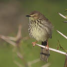 Prinia du Karroo