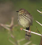 Prinia du Karroo